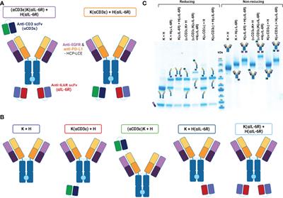 TriTECM: A tetrafunctional T-cell engaging antibody with built-in risk mitigation of cytokine release syndrome